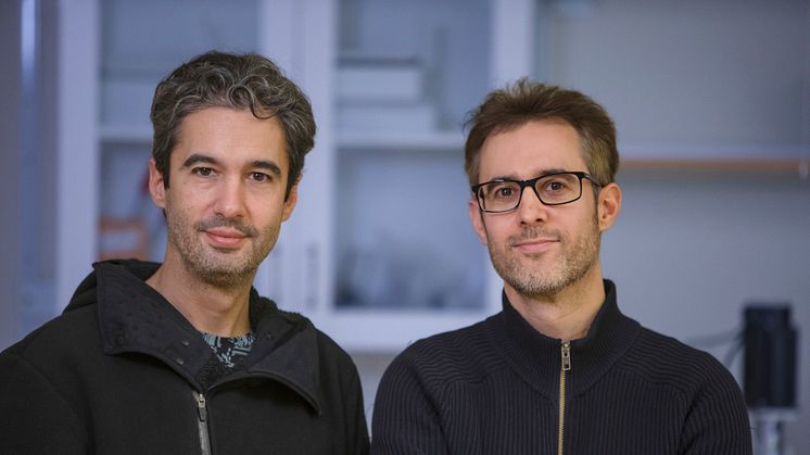 Felipe Cava, Professor at Department of Molecular Biology and affiliated as research fellow at Molecular Infection Medicine Sweden (MIMS), Emilio Bueno, Senior research assistant at Department of Molecular Biology, both at Umeå University.