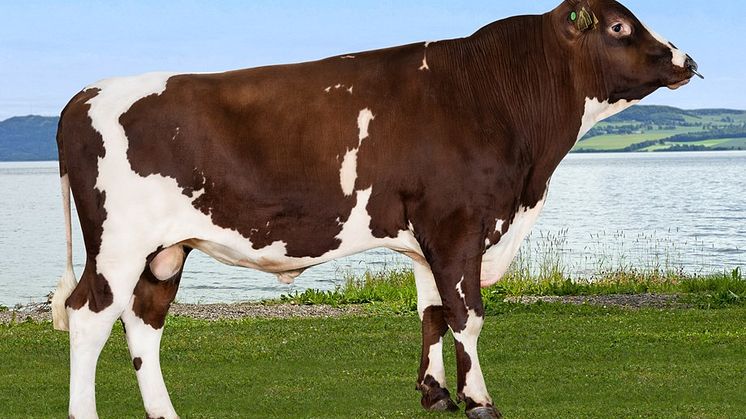 Vestre-P daughters will have excellent fat and protein yields as well as high fat and protein percentages. Photo: Turi Nordengen