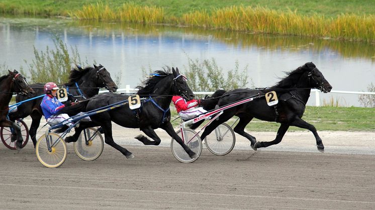 Kallblodstravare. Foto: Robert Fegraeus