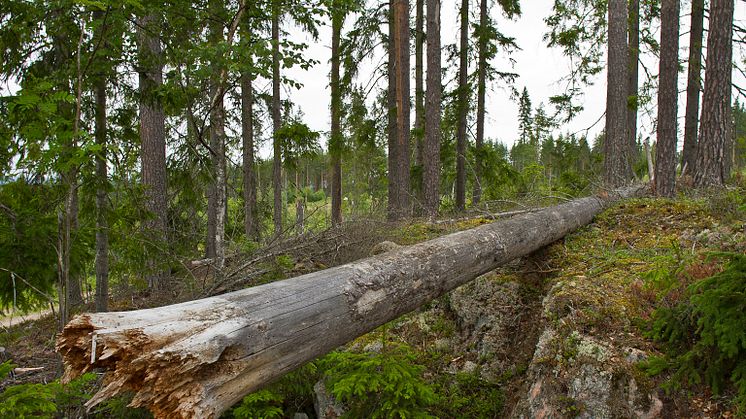 Död ved ger nytt liv i den brukade skogen