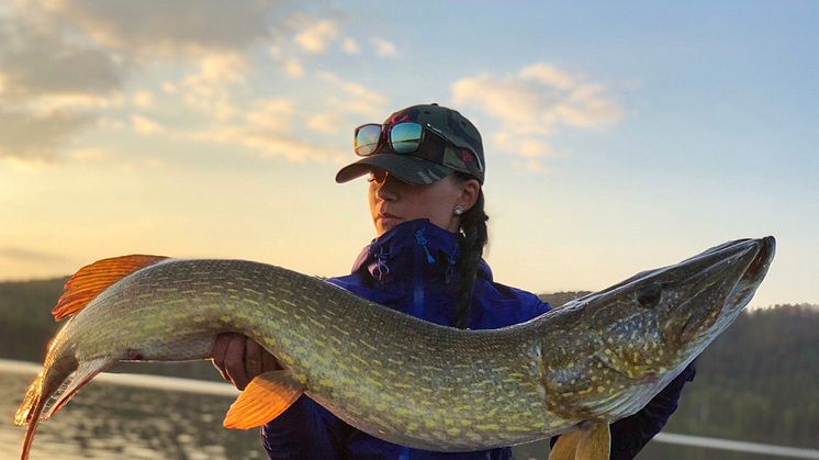 Gäddfiske i Norrbotten