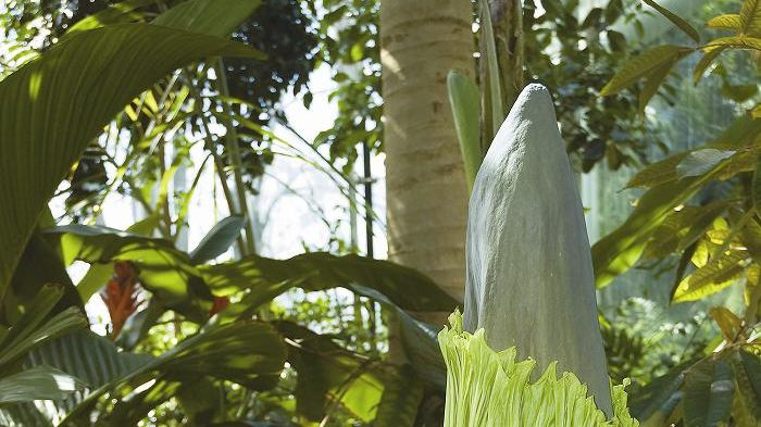 Sällsynt jätte ska blomma i Bergianska trädgården 