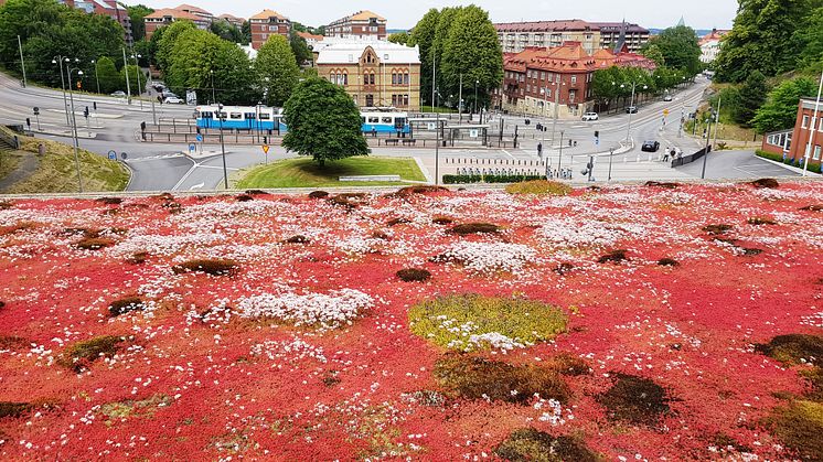 I den moderna stadsbilden involveras gröna tak och biologisk mångfald!