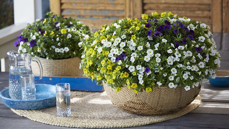 Småpetunia, Calibrachoa  Småpetunia är en perfekt växt för alla amplar, terrass- och fönsterlådor. Foto: Blomsterfrämjandet