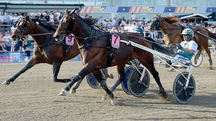 Mister Hercules tar plats nummer fjorton till sista söndagen i maj. Foto: TR Bild