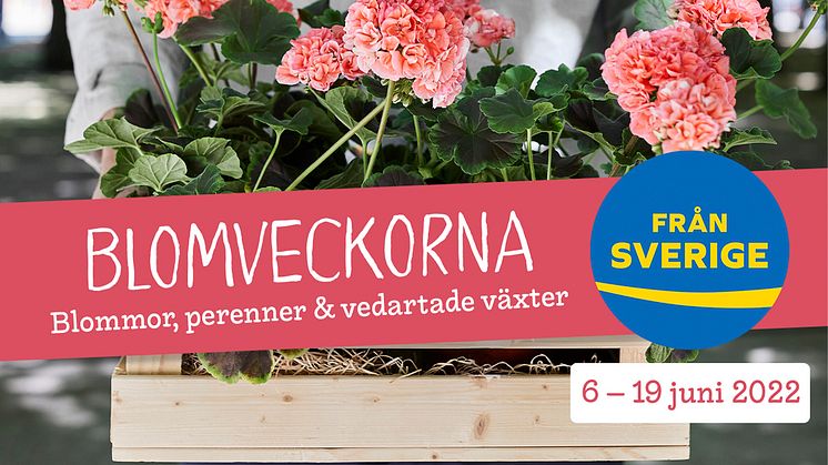 Blomveckorna Från Sverige hålls den 6-19 juni då många butiker, kedjor, handelsträdgårdar och Garden Centers lyfter Från Sverige-märkta blommor, perenner och vedartade växter. 