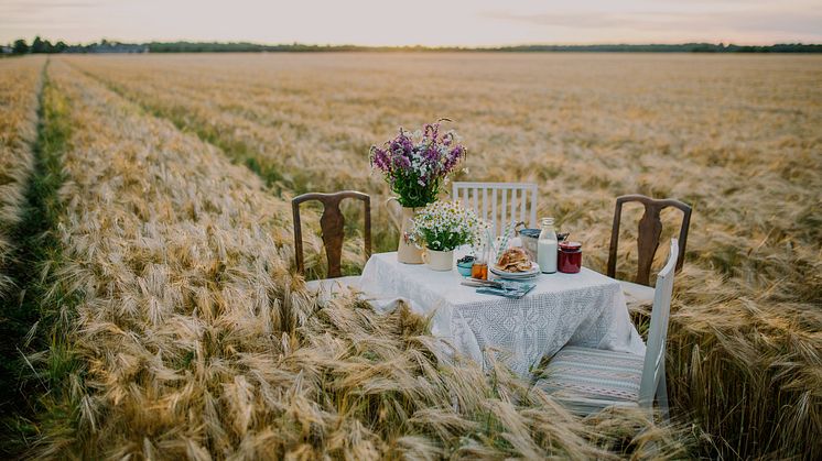 Dinner in the Field