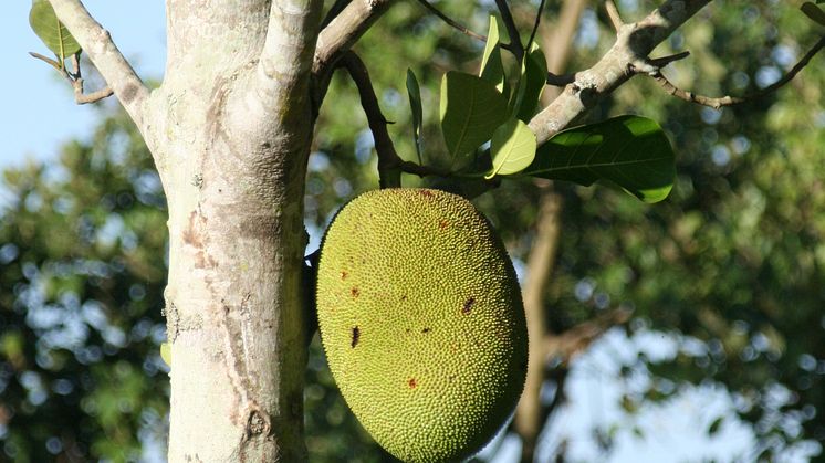 Ett fruktträd till Kambodja – 50 kr