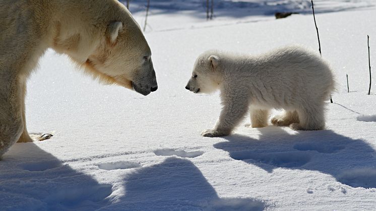A polar bear cub is born in Dalarna. Photo Grönklittsgruppen/Orsa Predator Park
