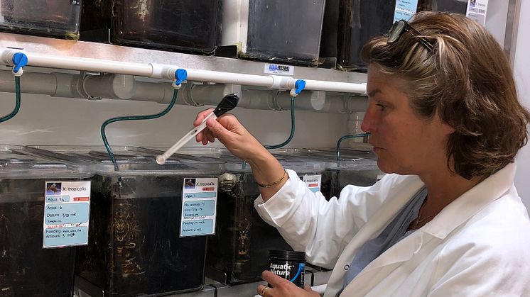 Cecilia Berg matar grodorna i sitt labb vid avdelningen för miljötoxikologi vid Uppsala universitet, ett av få laboratorier i världen som gör livscykeltester av kemikalier på grodor. Foto: Margareta Mattsson 