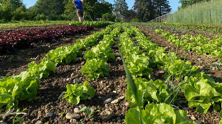 Vegetable growing at the Goetheanum (Photo: Sebastian Jüngel)