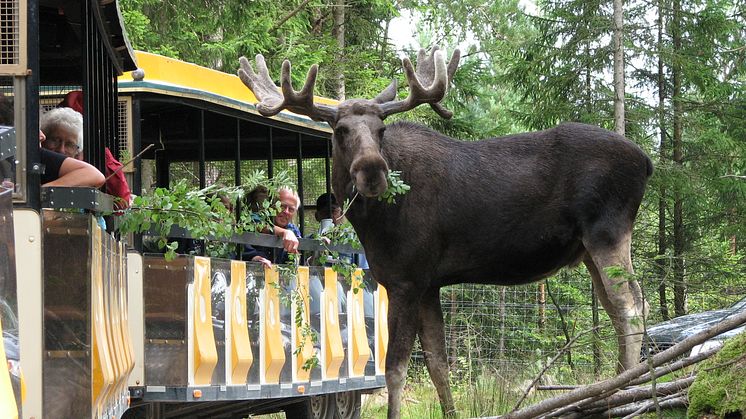 Smålandet älgsafari nominerad till Stora Turismpriset 