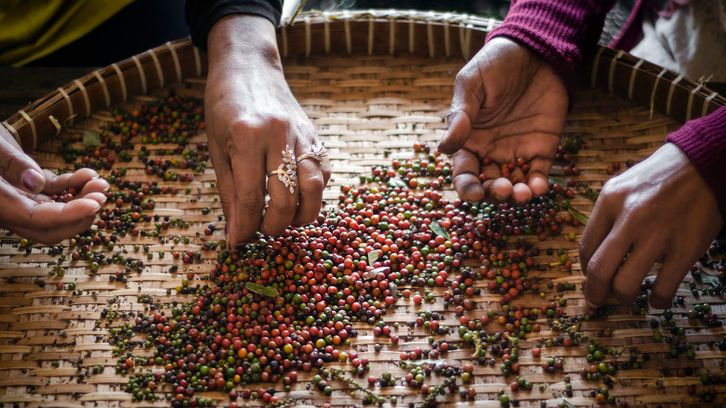 farm-workers-sorting-and-selecting-fresh-pepper-peppercorns-on-plantation-in-kampot-cambodia-1136779051_730x484
