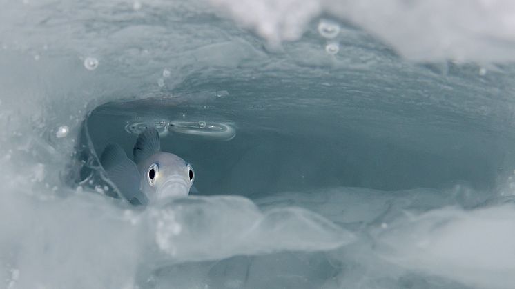Forskerne er usikre på betydningen av sjøis for polartorsken (Foto: Peter Leopold)