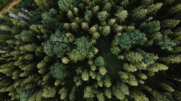 Mistra Digital Forest får fortsatt finansiering – forskning om hållbar bioekonomi