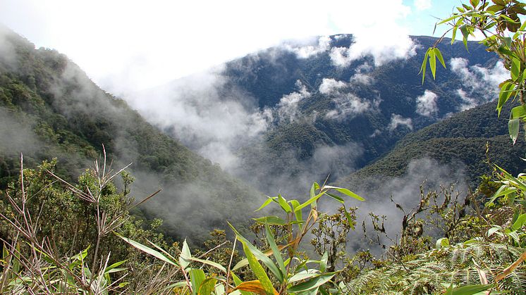 Tropical cloud forests have a unique biodiversity. Researchers from Umeå are investigating how plant and animal life is affected by climate change. Foto: Amy Grist 