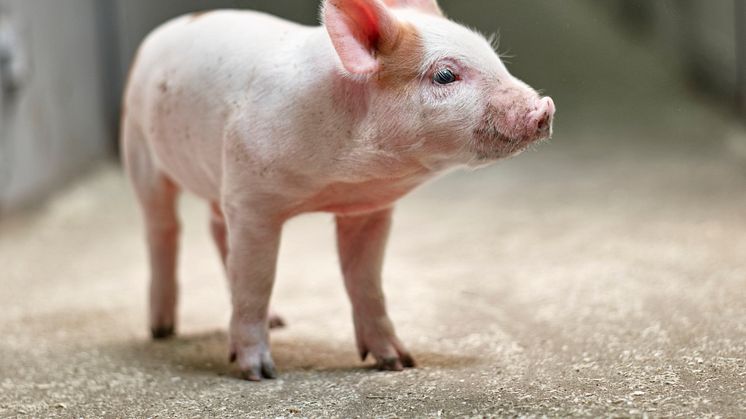 Mange svineprodusenter har svært gode resultater i produksjonen, det viser tall fra Ingris-statistikken, som nå er offentliggjort. 
