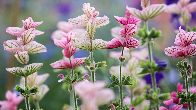 Ny økologiforskrifter erstatter private regler for juletrær, pyntegrønt og snittblomster