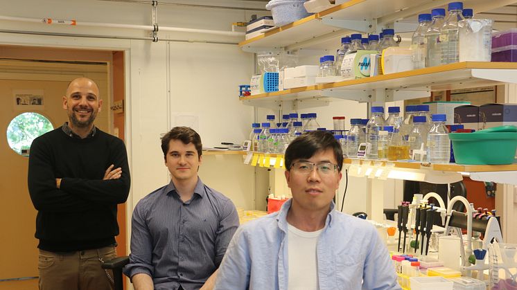 The researchers behind the study: Ignacio Mir-Sanchis, Gianluca Debiasi-Anders and Cuncun Qiao. ImageUmeå Universitet