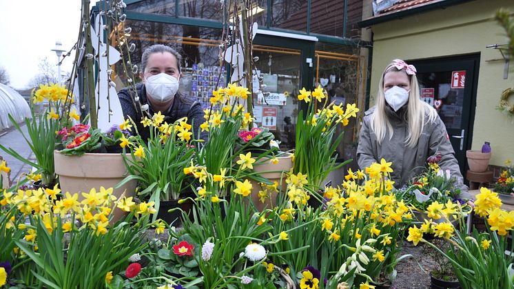 Hier blüht der Frühling bereits: In der Hephata-Gärtnerei gibt es ein reiches Sortiment an Frühlingsblumen. Auf dem Bild Floristin Sandra Schmidt und Stefanie Schrimpf von der Hephata-Gärtnerei.