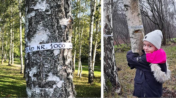 Privatpersoner har skänkt pengar och adopterat träd i Järva DiscGolfPark. Kyrkogårdsförvaltningen har anlitat konsultföretaget Hifab för att kartlägga adoptionerna och byggentreprenören NCC för att riva bort adoptionsbanden.