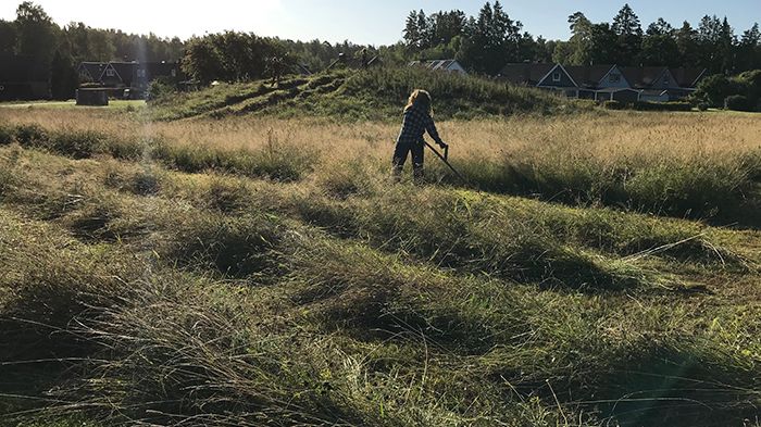 Bild från måndagens lieslåtter i Lillån.