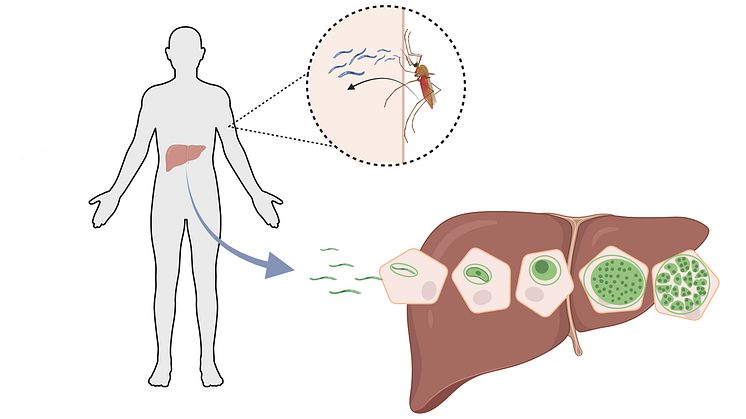 Malariaparasiter överförs genom bett av en infekterad Anopheles-mygghona. Väl inne i kroppen tar den sig in i cirkulationen och når levern, som är avgörande för att den ska kunna utvecklas och infektera de röda blodkropparna. Bild: biorender.com