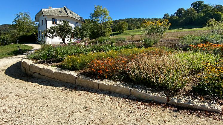 Parc du Goetheanum : Nouvelles plates-bandes de plantes tinctoriales et de fleurs coupées (Photo : Sebastian Jüngel)