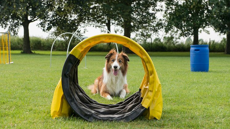 border-collie.på_bana_för_hooperjpg