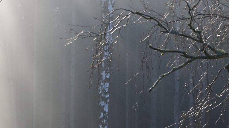 Kommande magisk vår. Midlands fotograf Håkan Jernehov tog en fin bild på sin Hymer.