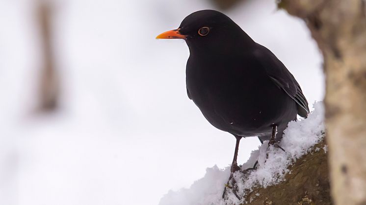 Koltrast, årets bubblare i Vinterfåglar Inpå Knuten. Foto: Kent-Ove Hvass