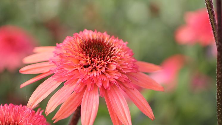 Blomsterlandets perenna växtnyheter 2014