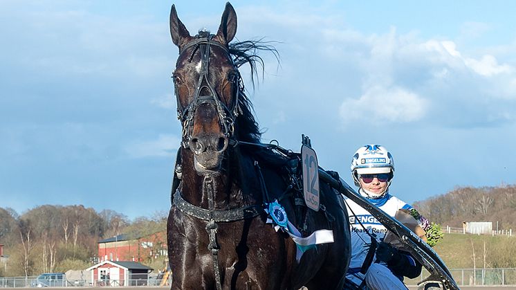 Aetos Kronos är inbjuden till Elitloppet 2021 efter gårdagens imponerande seger på Halmstadtravet. Foto: TR Bild