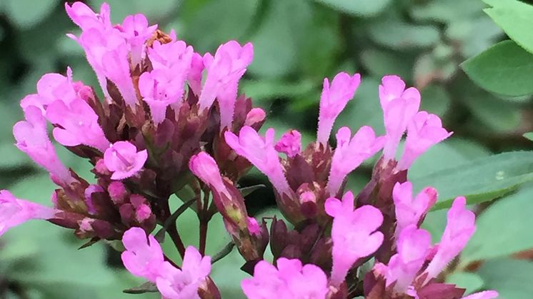 Purpurmejram är en vackert blommande och doftande fjärilsmagnet.