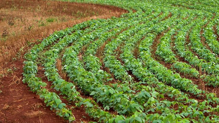 Field of soybeans. Photo: BioMar