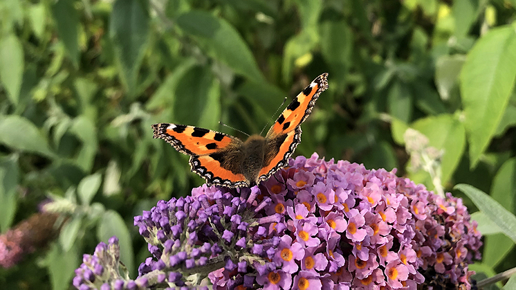 Nässelfjäril och Buddleja - en given kombination i den botaniska världen. Foto: Sölvesborgs kommun