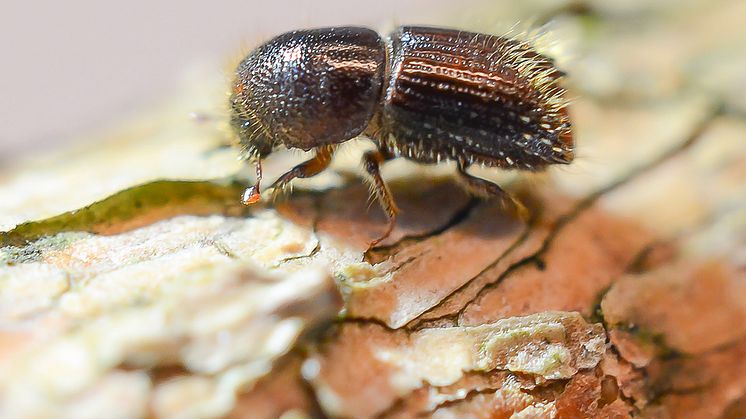 Den förödande granbarkborren, Ips typographus. Foto: Erling Jirle