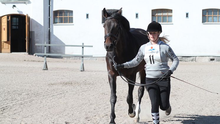 Rekordmånga vill bli hippolog vid SLU