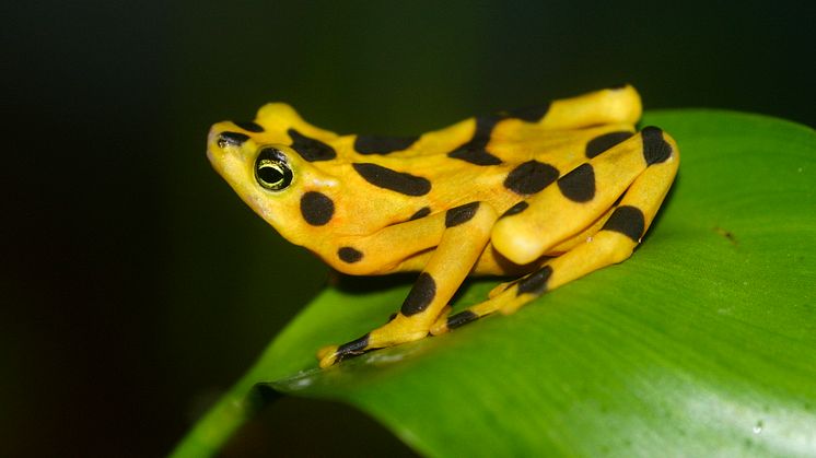 Den gyldne frø i Panama er praktisk talt uddød på grund af menneskers påvirkening af  biosfæren