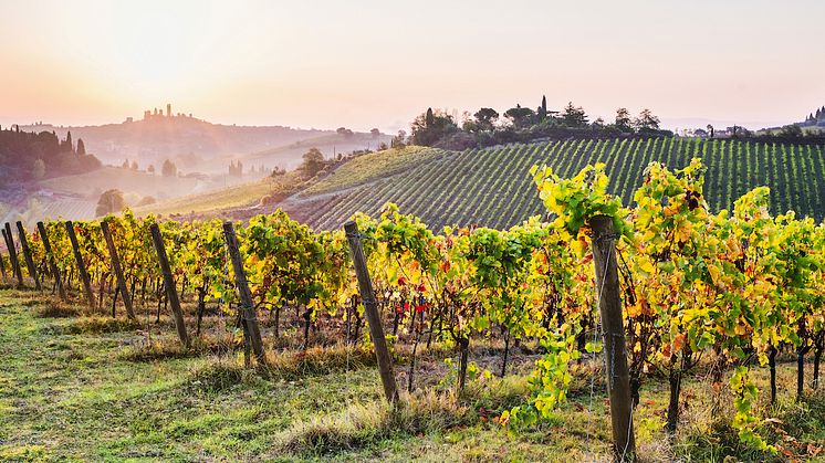 Exklusiv weblansering – tre viner från Domaine Jean-Louis Chave