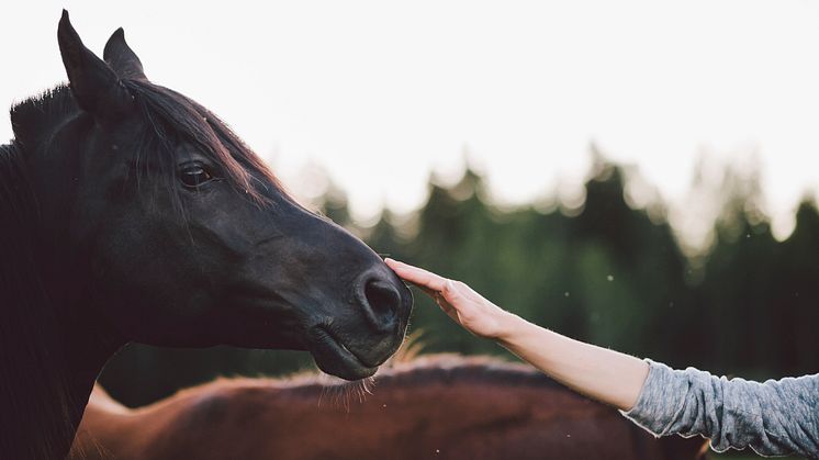 Vid nästan hälften av kontrollerna av hästar upptäcktes brister i inredning som kan utgöra skaderisker. Det visar den nationella djurskyddsrapporten 2023. Foto: Matilda Holmqvist / Scandinav bildbyrå