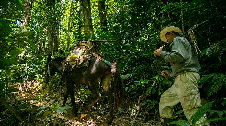 En skovarbejder fra Jaruca skovgruppen i Honduras på vej på arbejde i det lille samfunds kollektivt ejede skov. Der fældes kun ét træ af gangen og tømmeret transporteres ned fra bjerget med muldyr. Foto: Mike Kolöffel