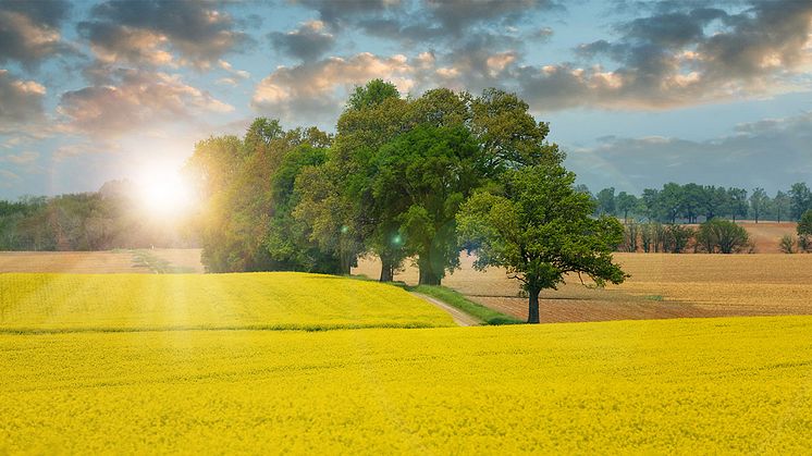 Biodiesel är till exempel HVO som görs på tallolja alternativt slaktavfall, eller RME som görs på raps.