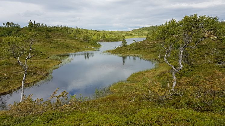 Global uppvärmning, återhämtning av försurning och förändringar i markanvändning har orsakat varmare och mer brunfärgade sjöar i norr. Foto: Isolde Callisto Puts