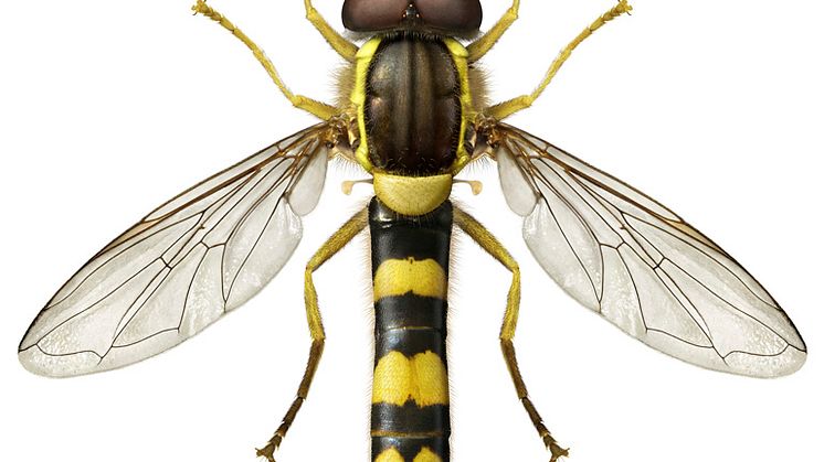 Sommarens fluga – en färgglad tvåvinge