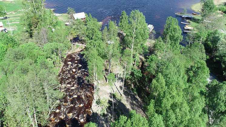 Nianåns mynning i Njutångersfjärden. Foto: Nichlas Dahlén/Länsstyrelsen Gävleborg