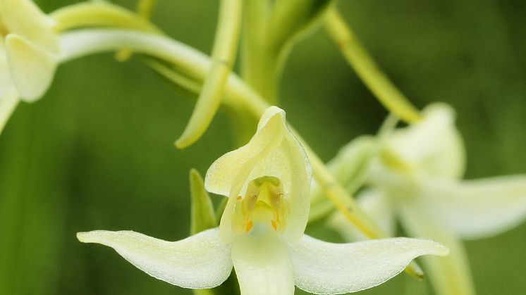 Nu blommar nattviolerna vid schakten på Norrlandet!