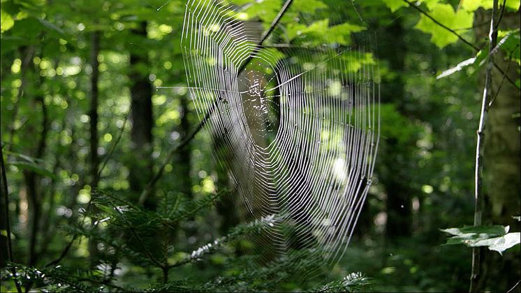 Framsidesbild rapport 2016-10. Foto: Magnus Arnell, SP Sveriges Tekniska Forskningsinstitut.