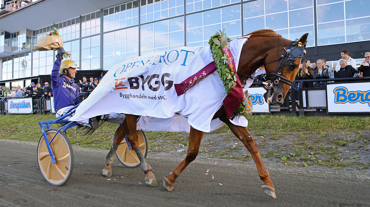 Moni Viking, tränad och körd av Björn Goop, klättrade upp till andra plats i STL-Open efter lördagens seger i Sundsvall Open Trot. Foto: TR Bild.