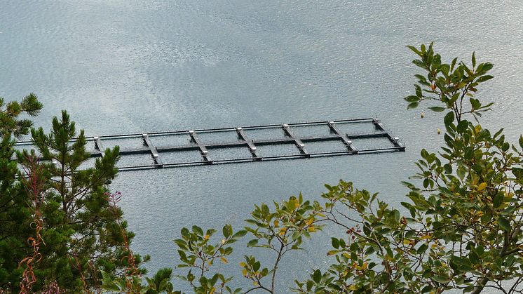 2022-06-30-Wallenbergprof-Fish_farming_in_Storfjorden